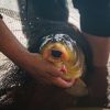 Fox EDGES™ Illusion Fluoro D-Rigs